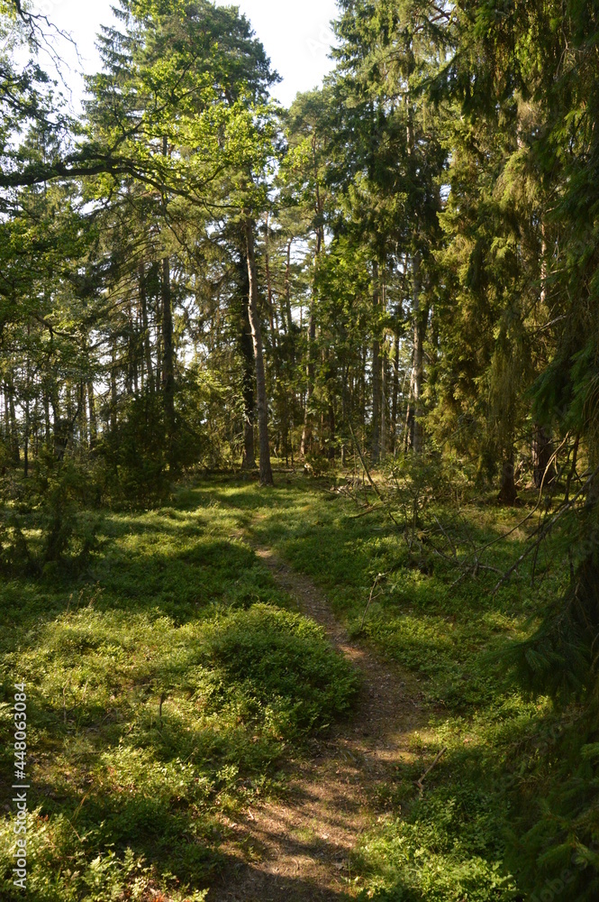 The flora and fauna in the landscapes of Öland in Kalmar region of Sweden, Scandinavia The flora and fauna in the landscapes of Öland in Kalmar region of Sweden, Scandinavia