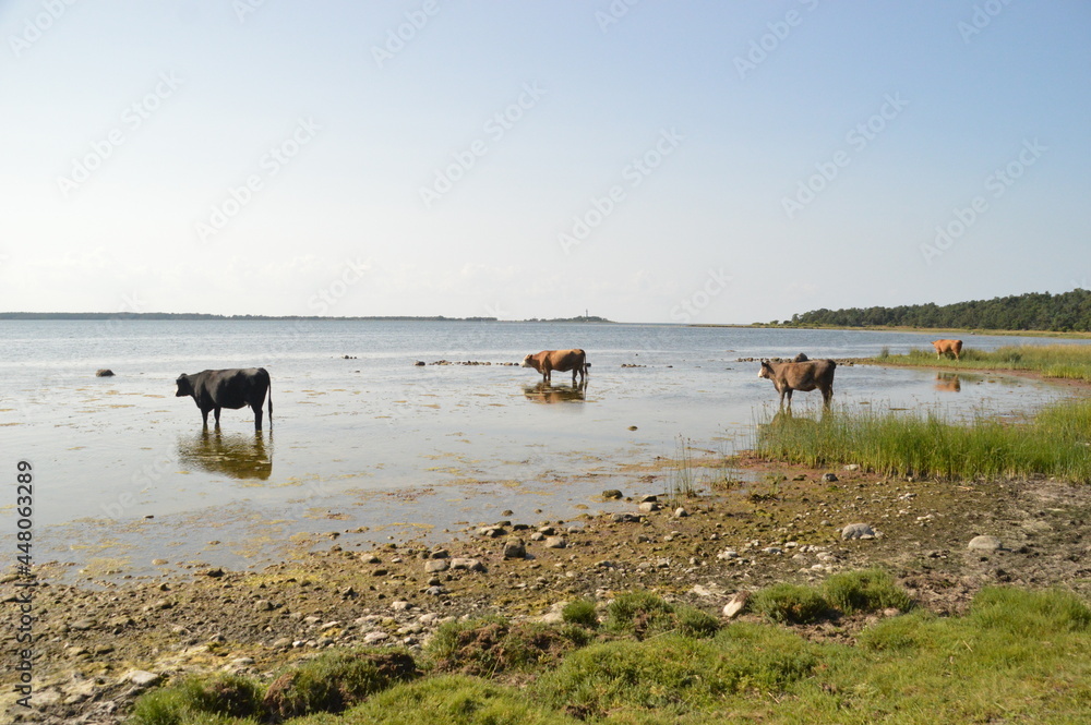 The flora and fauna in the landscapes of Öland in Kalmar region of Sweden, Scandinavia The flora and fauna in the landscapes of Öland in Kalmar region of Sweden, Scandinavia