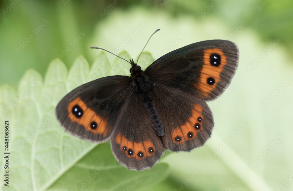 Scotch Ringlet Scotch Ringlet
