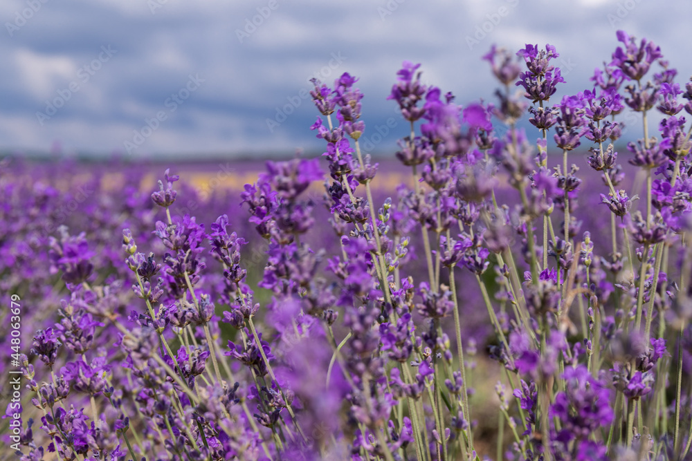 Fototapeta premium Blooming lavender in the summer. lavender blooming scented flowers.