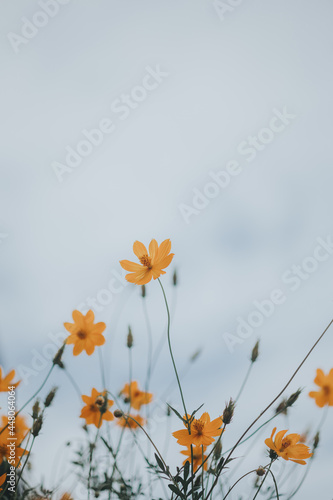 yellow flower isolated on white background