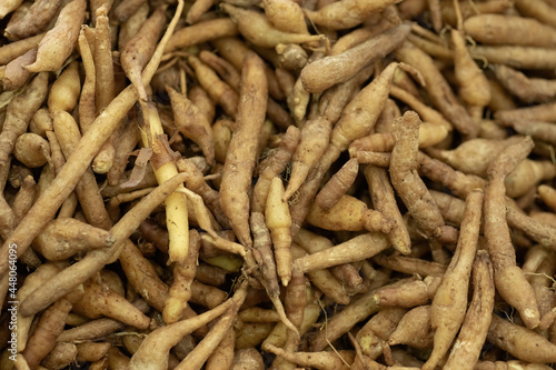 Krachai finger root Thai herbs to prevent COVID-19