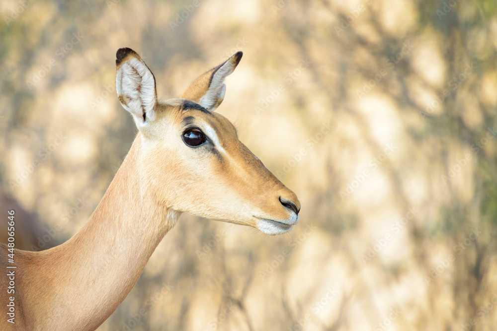 Impala (Aepyceros melampus), female portrait, Kruger National Park, South Africa. Impala (Aepyceros melampus), female portrait, Kruger National Park, South Africa.