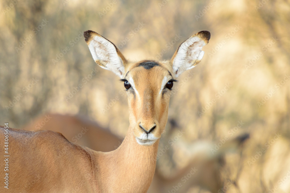 Impala (Aepyceros melampus), female portrait, looking at camera, Kruger National Park, South Africa. Impala (Aepyceros melampus), female portrait, looking at camera, Kruger National Park, South Africa.