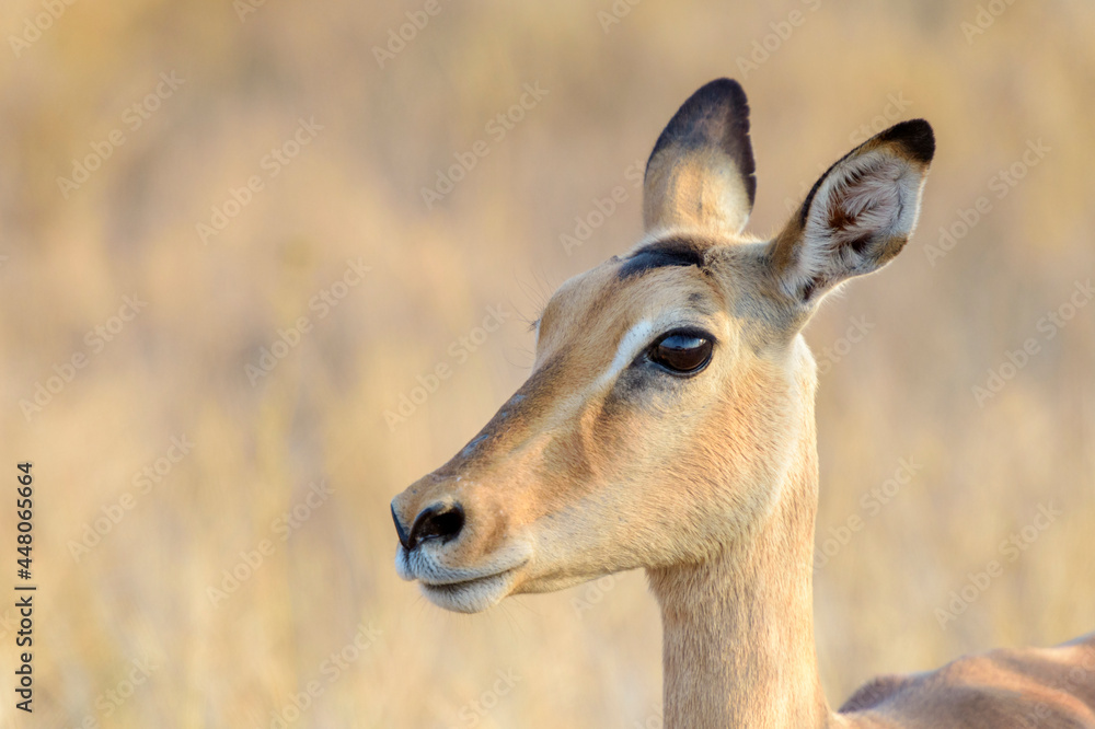 Impala (Aepyceros melampus), female portrait, Kruger National Park, South Africa.