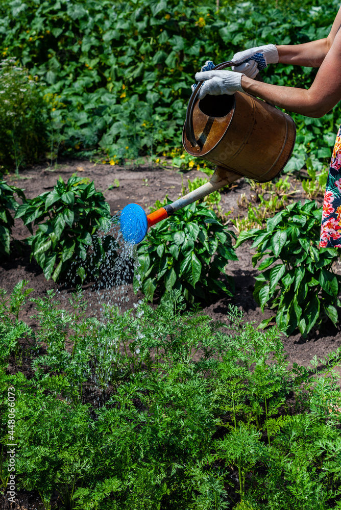 Fototapeta premium woman pouring water from a watering can over a garden bed. High quality photo
