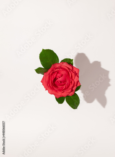 Colorful composition of rose with leafs on bright background. Minimal summer or spring concept. Copy space.