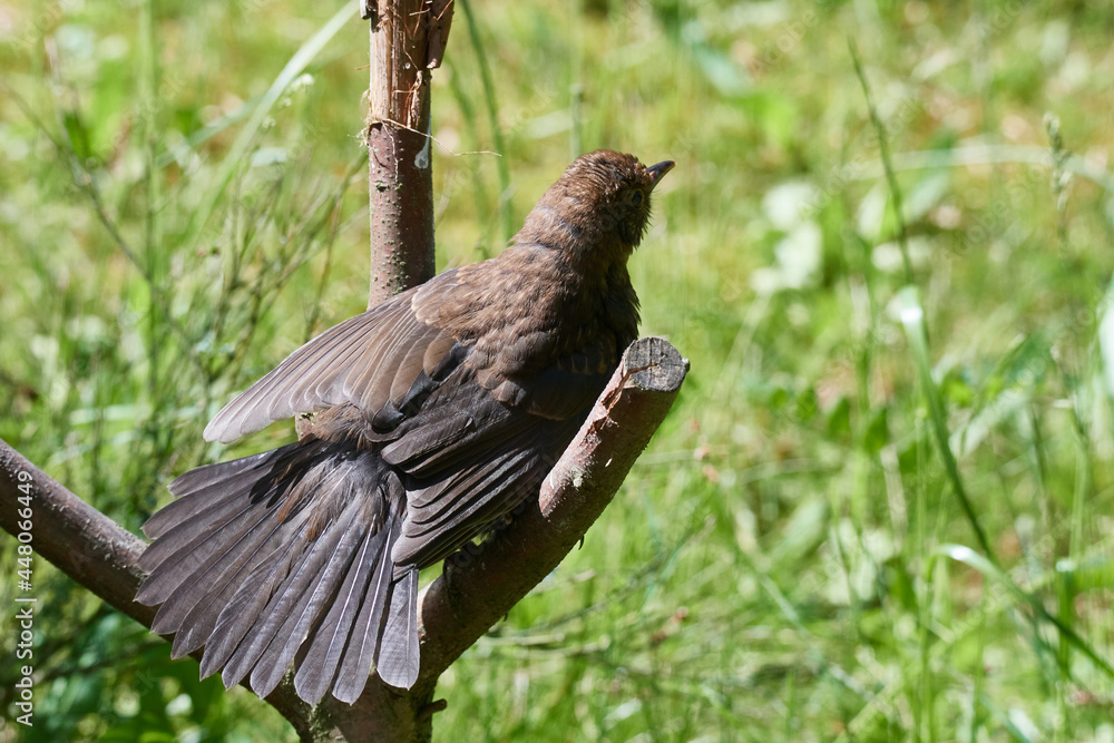 Naklejka premium Amsel beim Sonnenbad