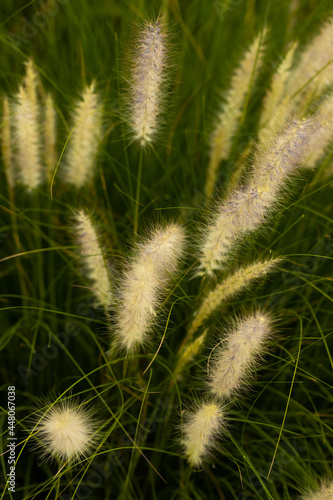 A vertical abstract composition of wild grass with off white flowers 