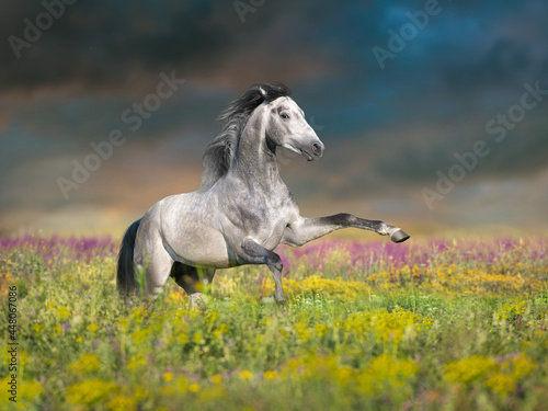 White horse rearing up on green spring meadow at sunset light in flowers meadow