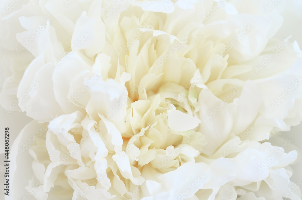 Abstract beautiful white peony flower background. Top view. Abstract beautiful white peony flower background. Top view.