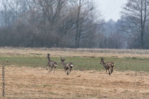 Fototapeta Naklejka Na Ścianę i Meble -  Wild deer running across the fields. Early spring game. Wild animals in Europe.