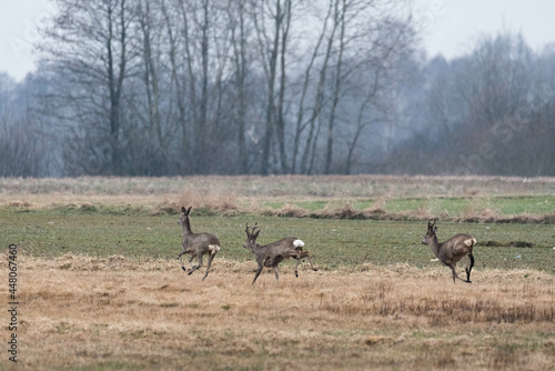 Wild deer running across the fields. Early spring game. Wild animals in Europe.