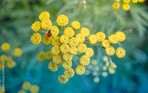 Yellow tansy flowers. Tansy during the flowering period, ladybug red on the yellow flowers of the tansy of the Aster family. Soft selective focus