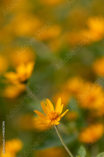 An isolated yellow flower with petals and blurred background  © Sandeep