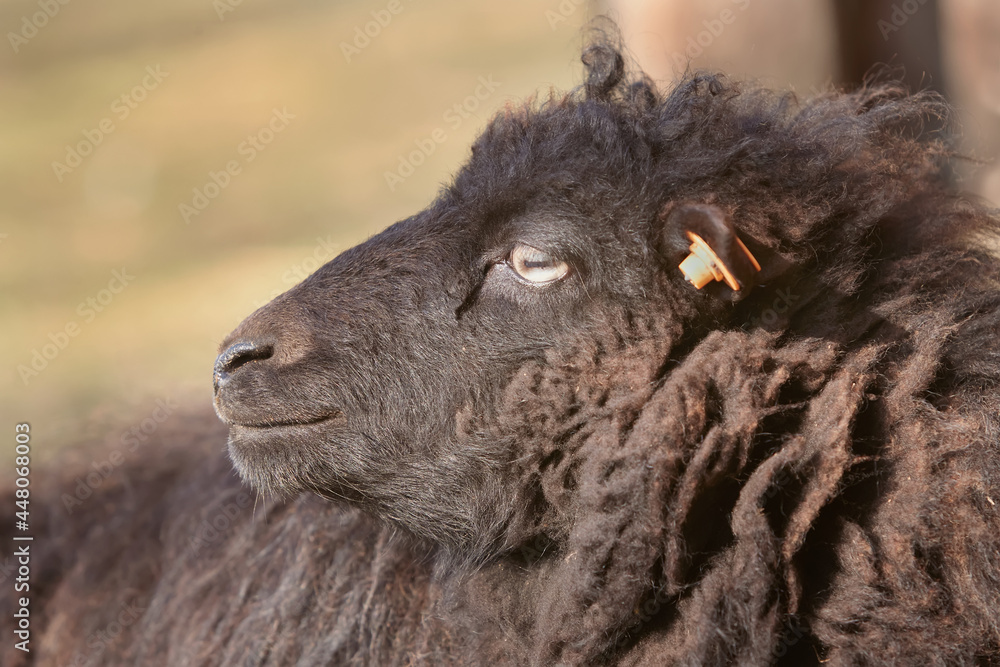 Portrait of a female black ouessant ewe sheep