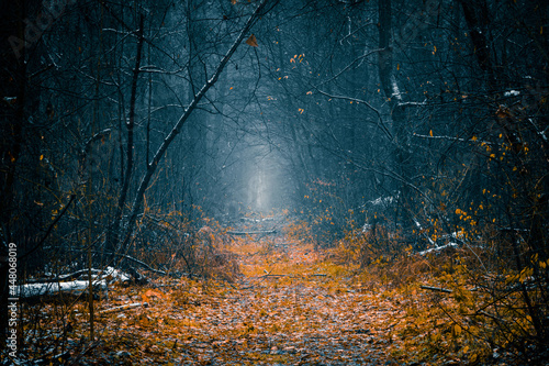 Mysterious autumn pathway through the forest with tailings of the first snow. Footpath in the dark, foggy, autumnal, misty forest with high trees with remanence of yellow leaves.