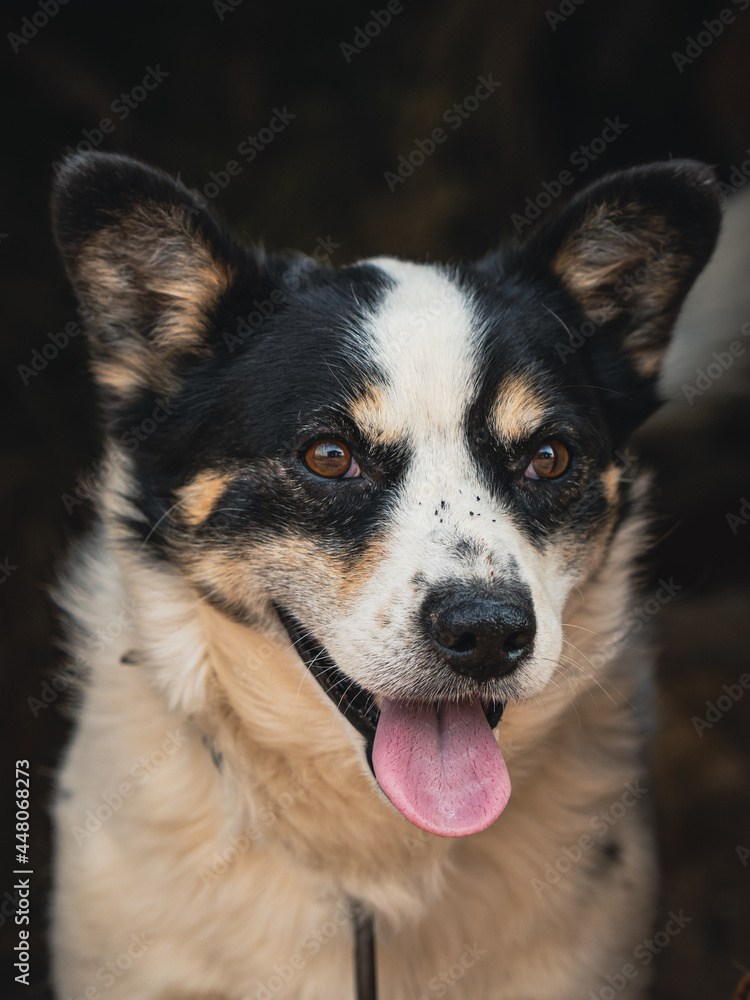 Close up portrait of dog with tongue hanging out Close up portrait of dog with tongue hanging out
