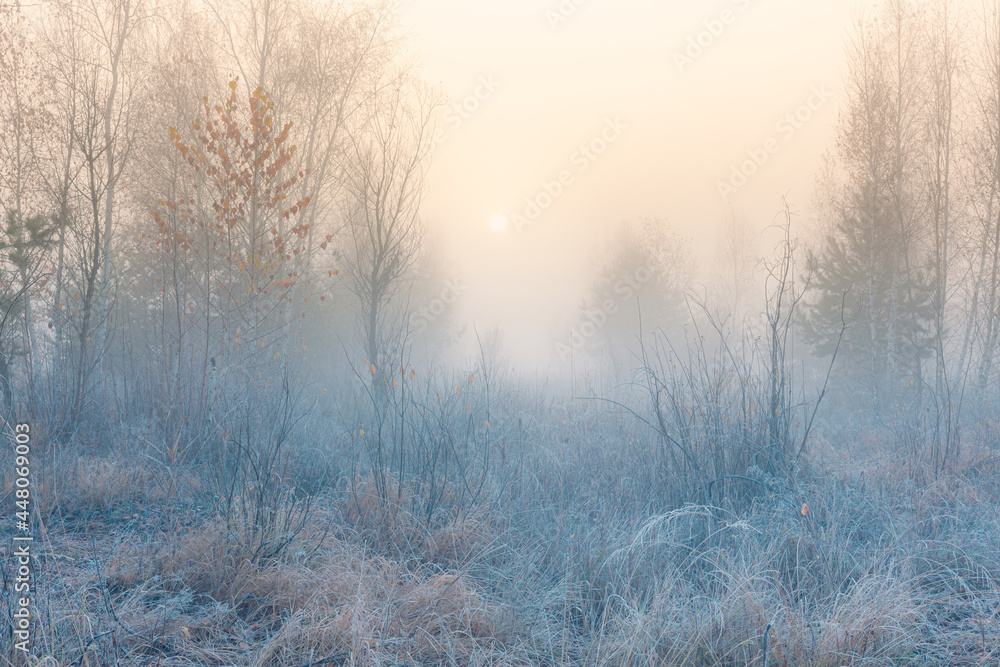 November dreamy frosty morning. Beautiful autumn misty cold sunrise landscape in blue tones. Fog and hoary frost at scenic high grass copse. November dreamy frosty morning. Beautiful autumn misty cold sunrise landscape in blue tones. Fog and hoary frost at scenic high grass copse.