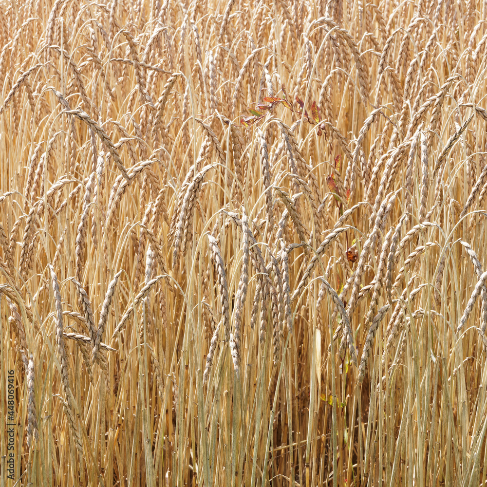 Triticum spelta - Epeautre ou blé des Gaulois, céréale bio sur tige en épis à grains jaune doré entrourés de glumes Triticum spelta - Epeautre ou blé des Gaulois, céréale bio sur tige en épis à grains jaune doré entrourés de glumes