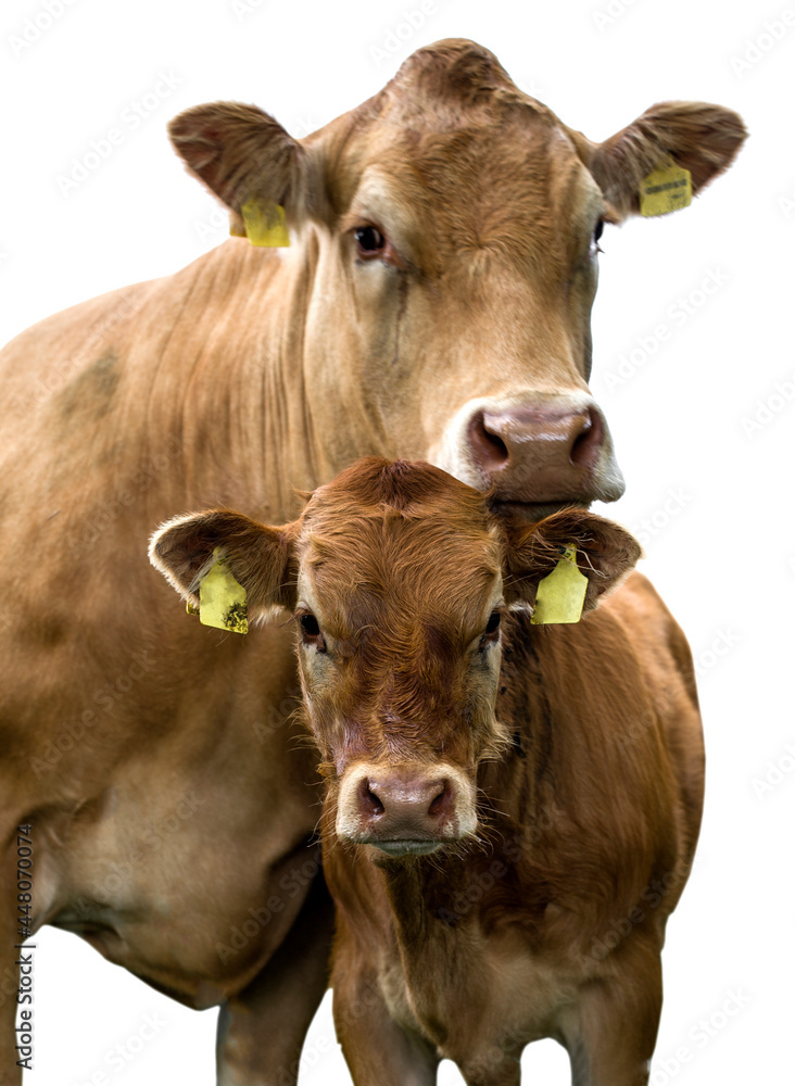 calf with cow on white background