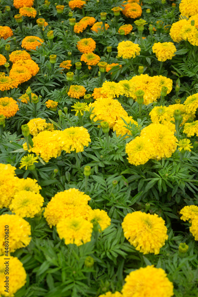 Tropical plant pot sale in green market Tropical plant pot sale in green market