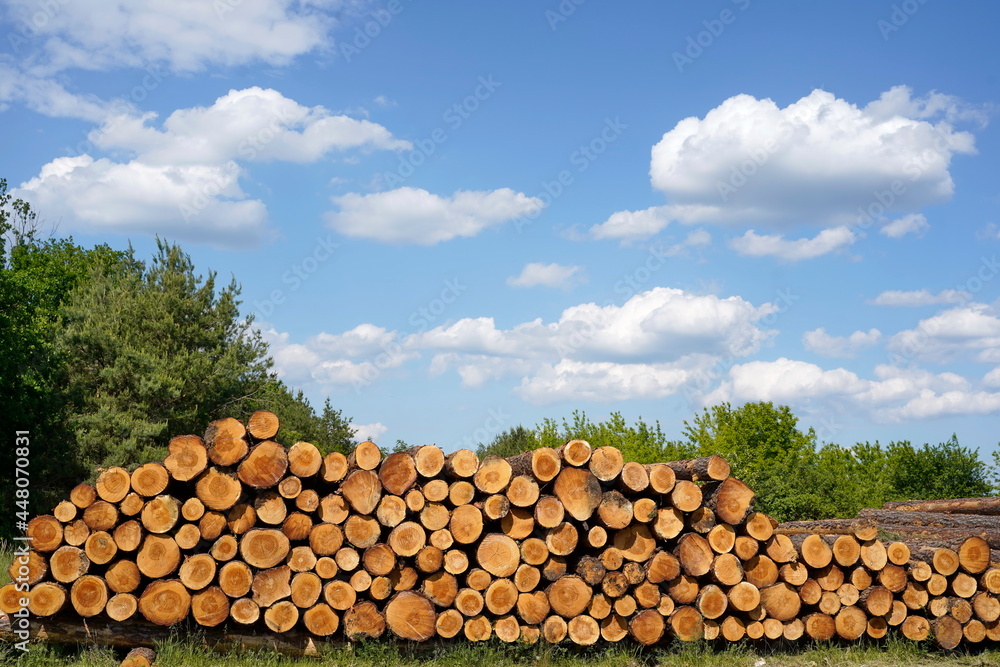 Holzernte  Stapel mit Kiefernholz vor blauem Himmel https://stock.adobe.com/de/contributor/64369/ebraxas