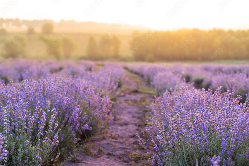 Obraz premium Beautiful image of lavender field Summer sunset landscape