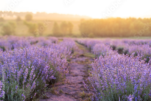 Beautiful image of lavender field Summer sunset landscape