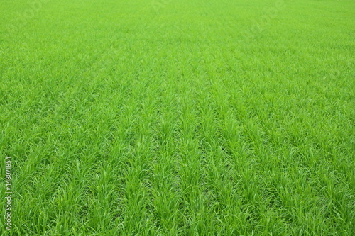 Fields with green rice fields