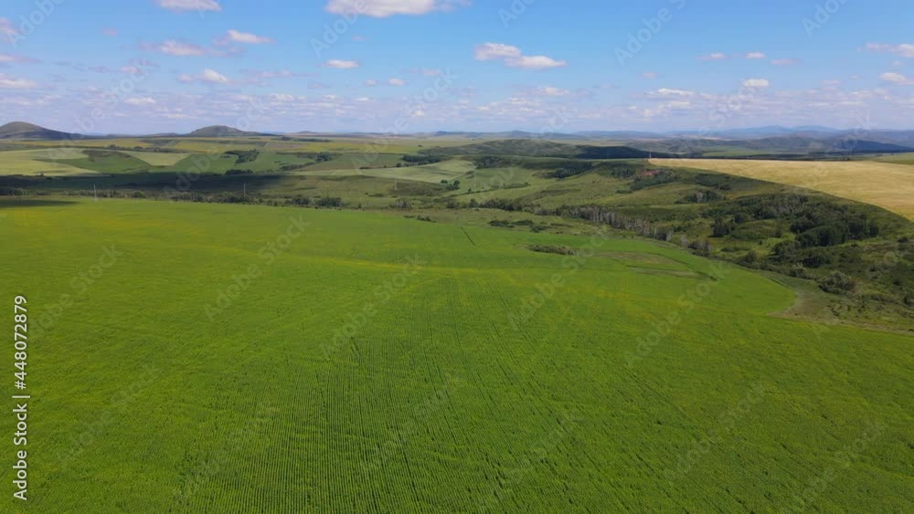 Aerial View of Green Agricultural field of sunflower buds Aerial View of Green Agricultural field of sunflower buds