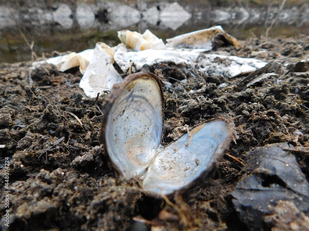 Freshwater pearl sales mussel for sale