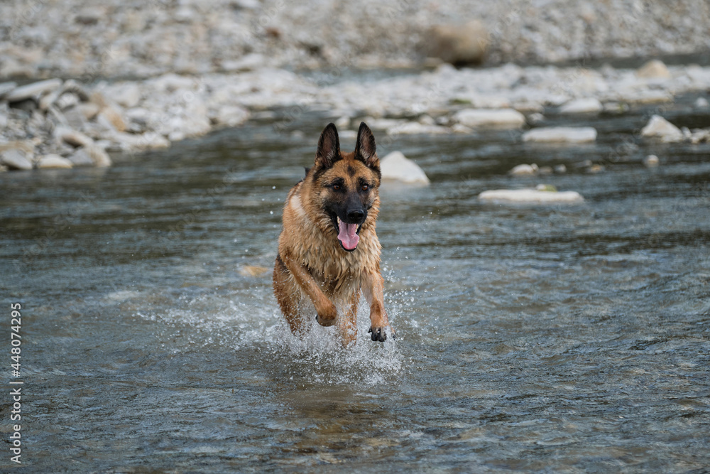 Walk with pet by pond. Beautiful German Shepherd dog of black and red color runs along river with happy muzzle and splashes fly in different directions from under paws.