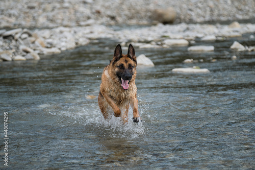 Walk with pet by pond. Beautiful German Shepherd dog of black and red color runs along river with happy muzzle and splashes fly in different directions from under paws. © Ekaterina