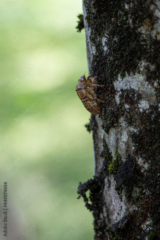 Death watch beetle - Xestobium rufovillosum on wood. It is a woodboring beetle from family Anobiidae. Death watch beetle - Xestobium rufovillosum on wood. It is a woodboring beetle from family Anobiidae.