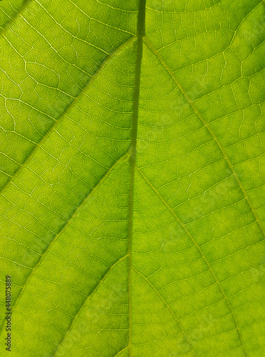 Green texture of Linden tree leaf