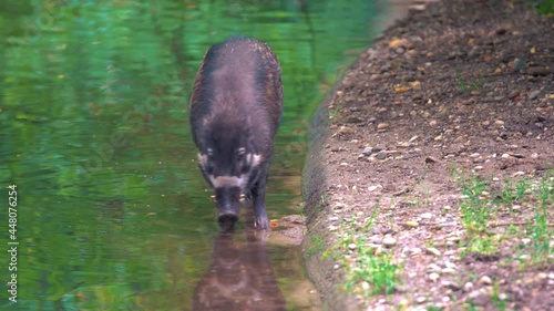 A 4k closeup footage of two Visayan warty pigs walking in the water and drinking