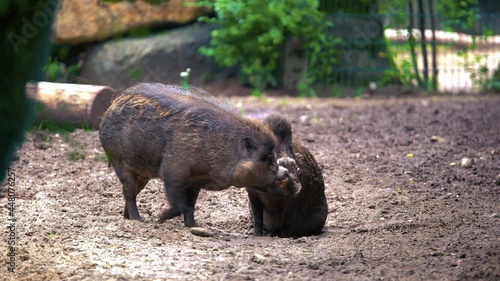 A 4k closeup footage of two Visayan warty pigs standing and walking on the ground
