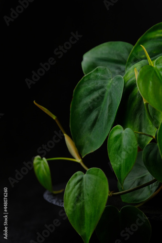 Green Indoor plant, leaves of ornamental plant on black background. Scandens. Vertical frame. photo