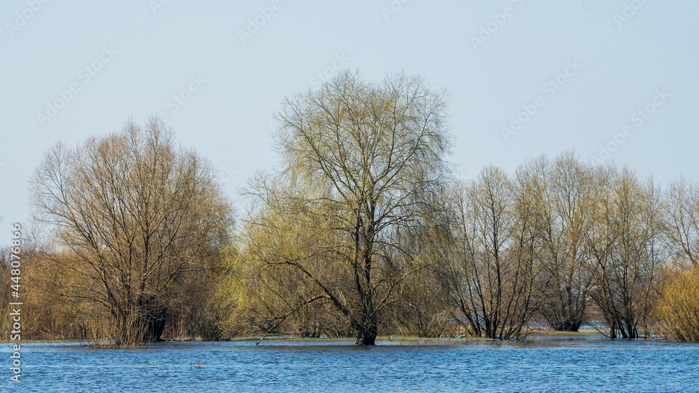 Flooded trees during a period of high water. Trees in water. Landscape with spring flooding of Pripyat River near Turov, Belarus. Flooded trees during a period of high water. Trees in water. Landscape with spring flooding of Pripyat River near Turov, Belarus.