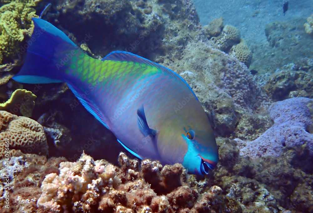 Parrot-fish is named due to its beak-like dental bone with strong teeth and brilliant coloration patters, it inhabits coral reefs together with other exotic fish