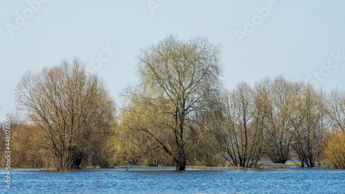 Flooded trees during a period of high water. Trees in water. Landscape with spring flooding of Pripyat River near Turov, Belarus.