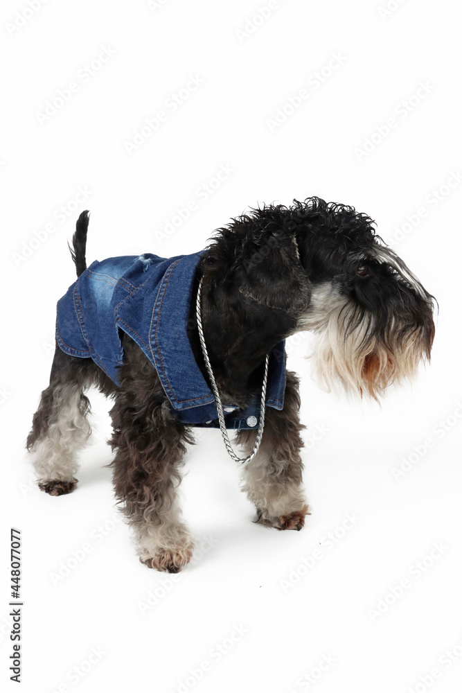 dog wear jean jacket isolated on white 