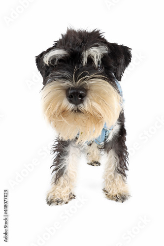 puppy schnauzer isolated on white