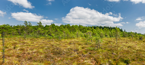 Hochmoor Landschaft in der Rhön