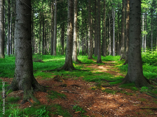 Dence spruce forest in the Vysocina region in the Czech Republic