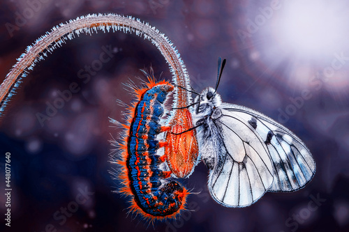 Εκτύπωση καμβά Amazing moment ,Monarch Butterfly , caterpillar, pupa and emerging with clipping path
