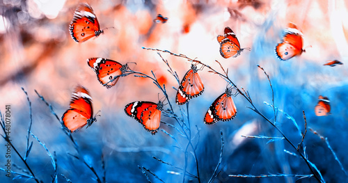 Macro shots, Beautiful nature scene. Closeup beautiful butterfly sitting on the flower in a summer garden.