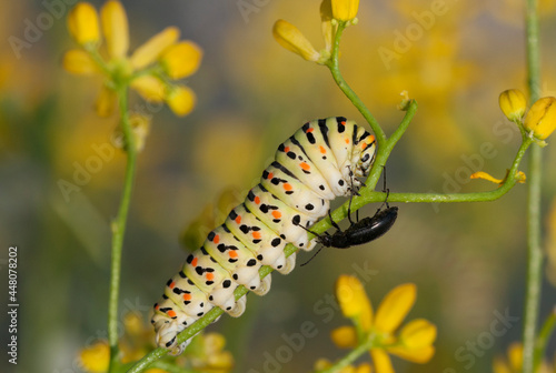 Caterpillar of Old World Swallowtail