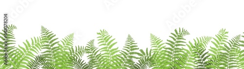 Vector illustration, border of fern on a white background, cartoon decorative seamless strip for summer and autumn season, design for cosmetics, homedesign, ecology photo